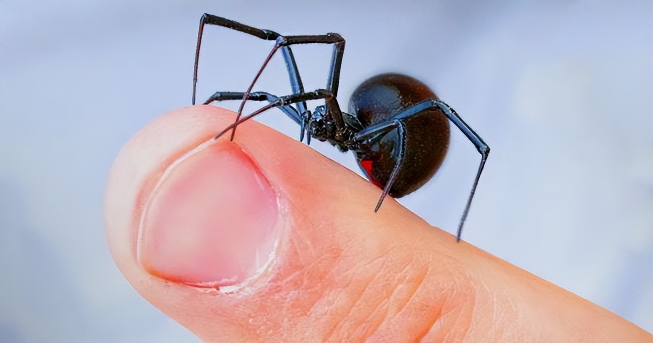 莆田海关截获活体黑寡妇蜘蛛身怀剧毒且自带卵囊能有多危险