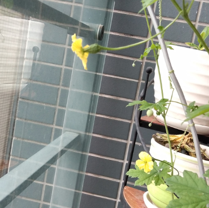 夏天吃点苦瓜败火好,学会这4步,自己在家也能种休闲区蓝鸢梦想 - Www.slyday.coM 夏天吃点苦瓜败火好,学会这4步,自己在家也能种休闲区蓝鸢梦想 - Www.slyday.coM