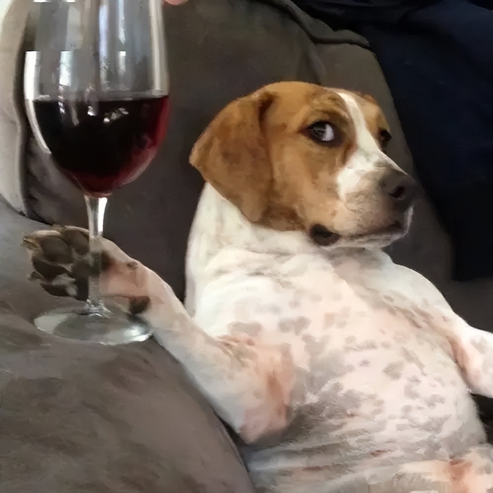 狗狗一生的心愿有7个,你能做到吗?网友:简单休闲区蓝鸢梦想 - Www.slyday.coM 狗狗一生的心愿有7个,你能做到吗?网友:简单休闲区蓝鸢梦想 - Www.slyday.coM