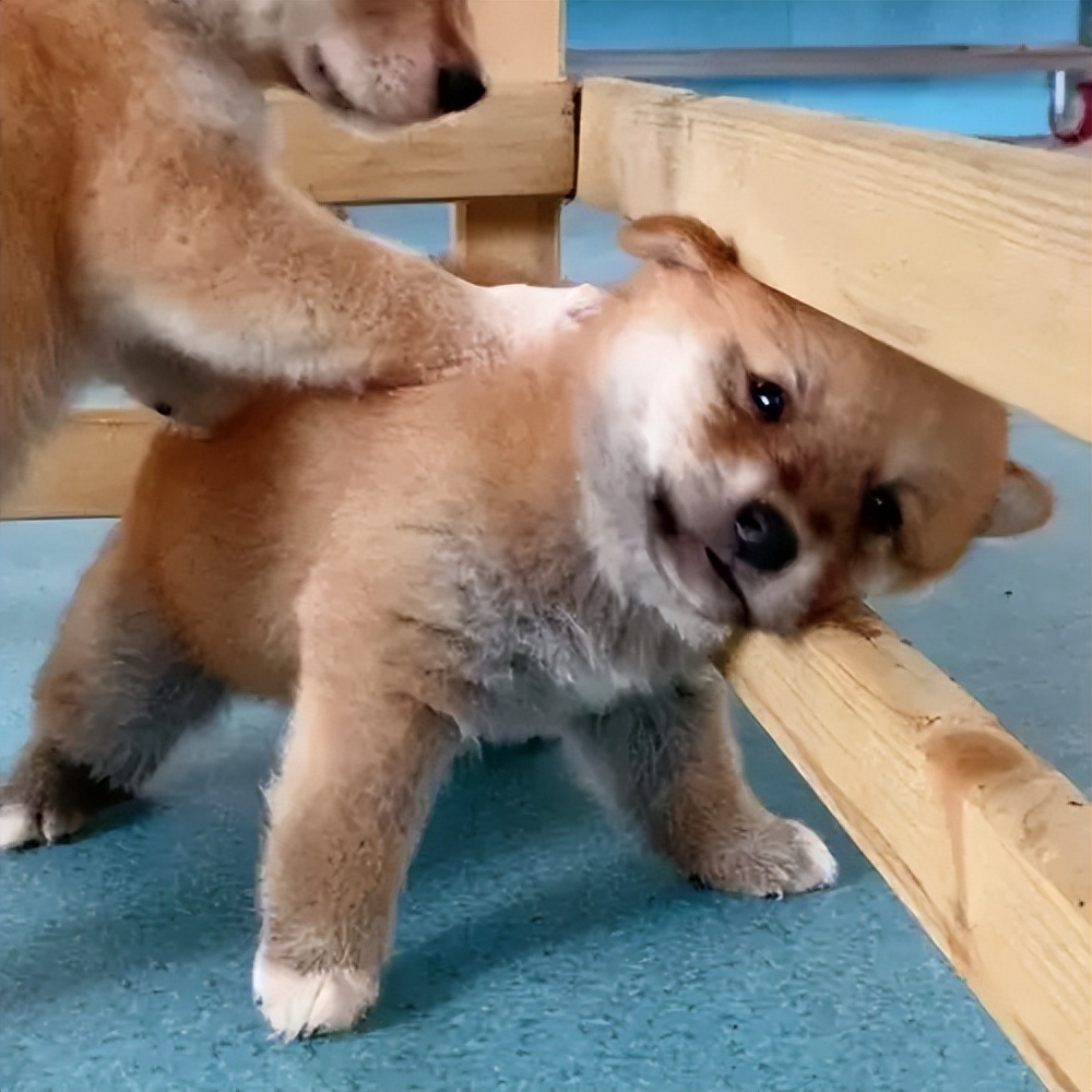 狗狗一生的心愿有7个,你能做到吗?网友:简单休闲区蓝鸢梦想 - Www.slyday.coM 狗狗一生的心愿有7个,你能做到吗?网友:简单休闲区蓝鸢梦想 - Www.slyday.coM