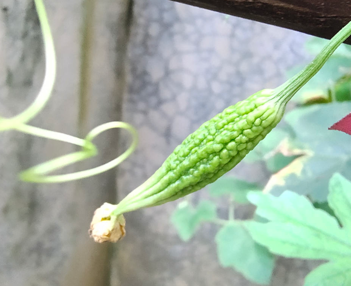 夏天吃点苦瓜败火好,学会这4步,自己在家也能种休闲区蓝鸢梦想 - Www.slyday.coM 夏天吃点苦瓜败火好,学会这4步,自己在家也能种休闲区蓝鸢梦想 - Www.slyday.coM