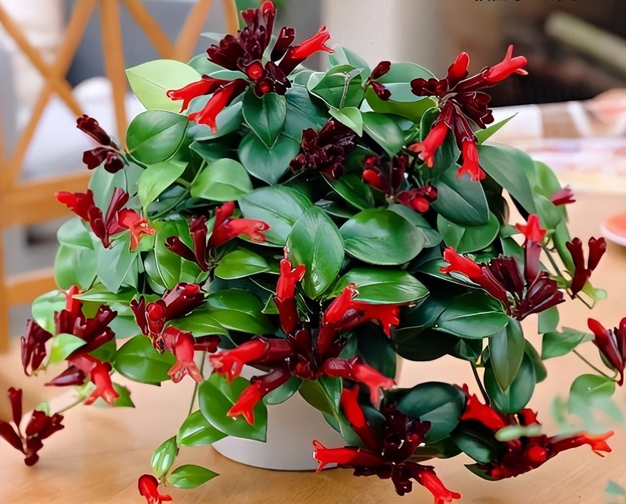 9种喜阴花有点散光就能长家里养一盆放在哪里都好看