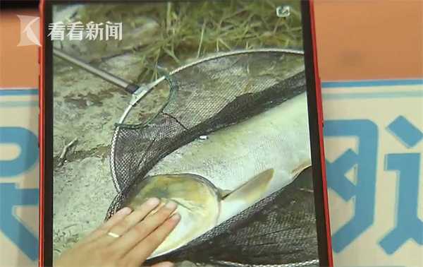 上海一河道成网红“打卡点” 白发老人“野泳队”引市民担忧休闲区蓝鸢梦想 - Www.slyday.coM