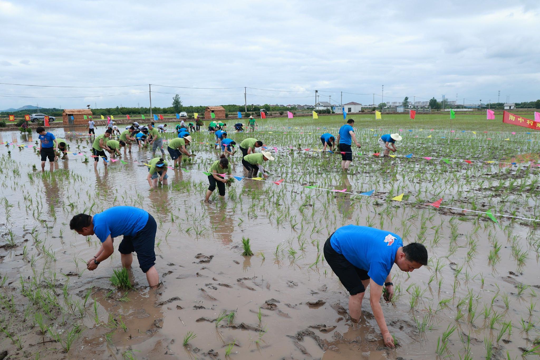 南京栖霞南中村举办第二届农民插秧比赛