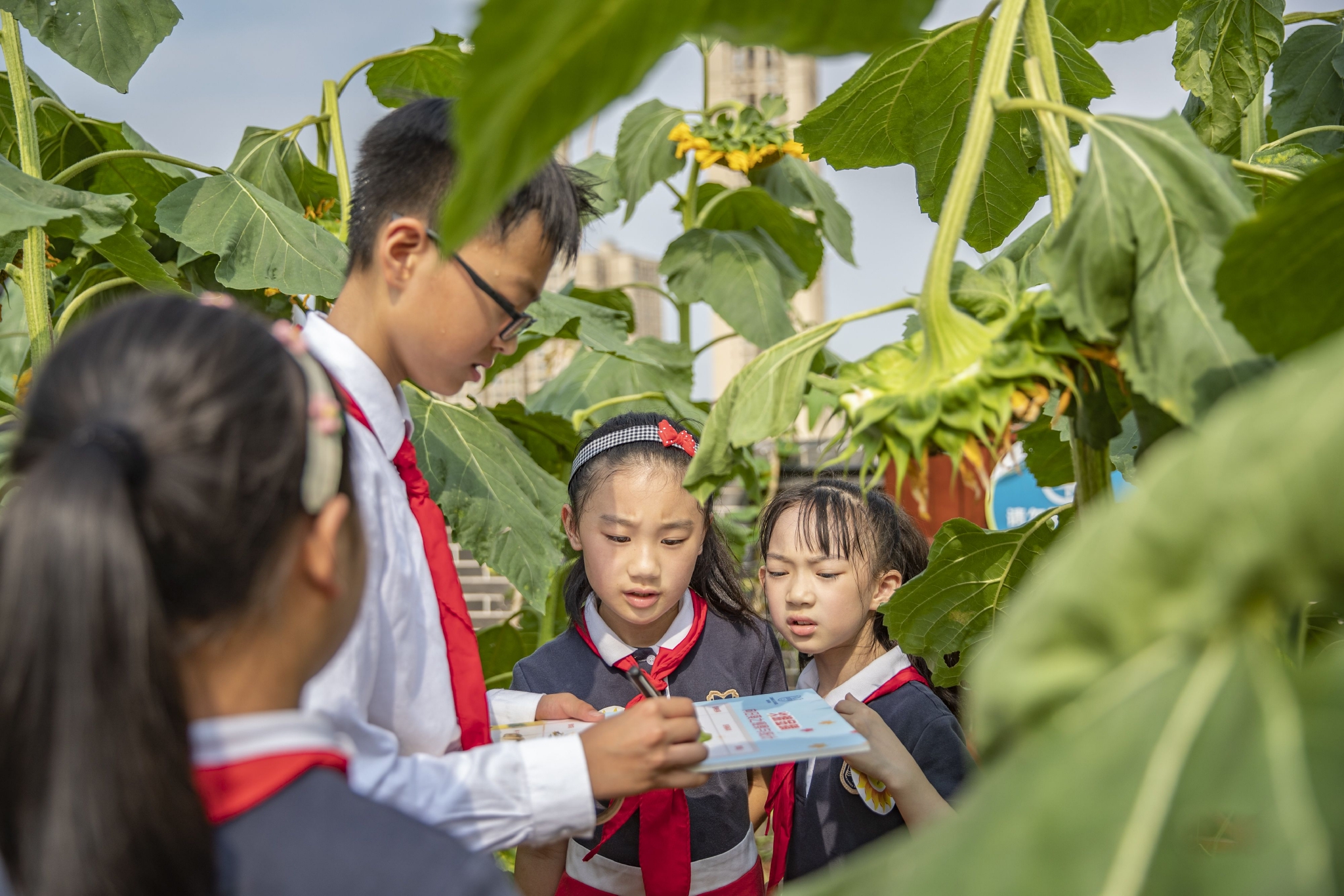 向日葵花海里的快乐课堂|新华社|重庆市|黄伟_新浪新闻