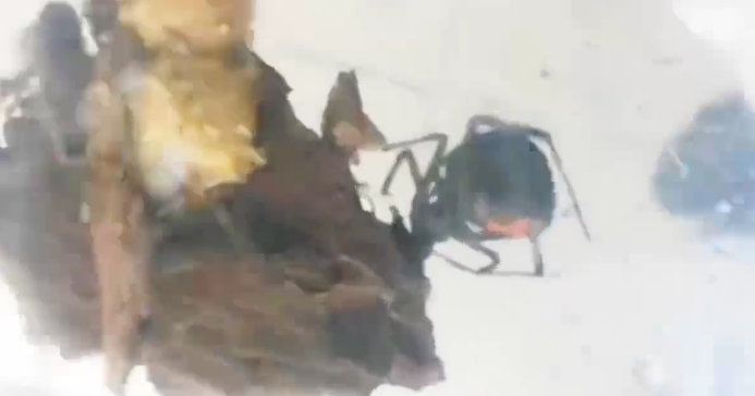 惊心！海关截获活体毒蜘蛛“黑寡妇”休闲区蓝鸢梦想 - Www.slyday.coM