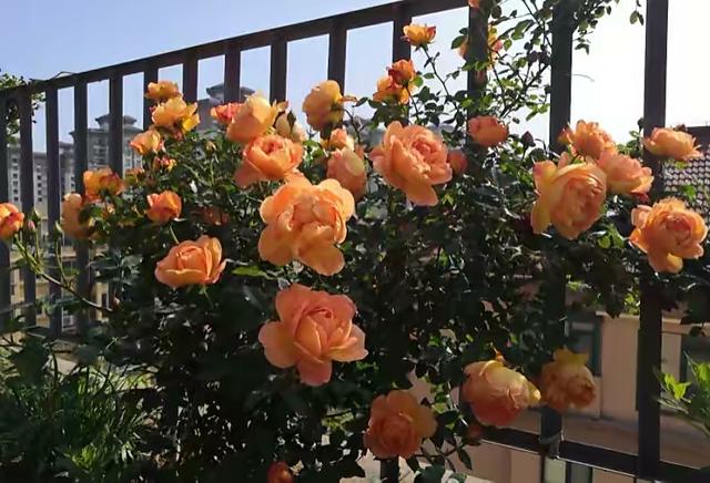 有一种花，夏天开花不停，不怕热不怕晒，漂亮花朵多，爱了爱了休闲区蓝鸢梦想 - Www.slyday.coM