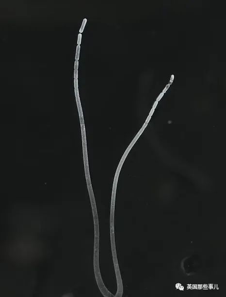 科学家发现世界上最大细菌！单个细菌长度1厘米，肉眼就能看到！休闲区蓝鸢梦想 - Www.slyday.coM