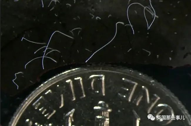 科学家发现世界上最大细菌！单个细菌长度1厘米，肉眼就能看到！休闲区蓝鸢梦想 - Www.slyday.coM