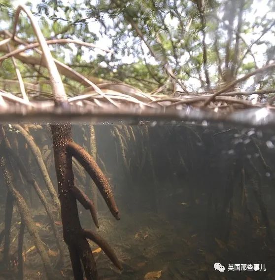 科学家发现世界上最大细菌！单个细菌长度1厘米，肉眼就能看到！休闲区蓝鸢梦想 - Www.slyday.coM