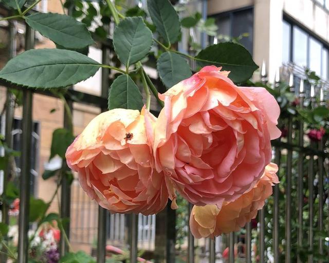 有一种花，夏天开花不停，不怕热不怕晒，漂亮花朵多，爱了爱了休闲区蓝鸢梦想 - Www.slyday.coM