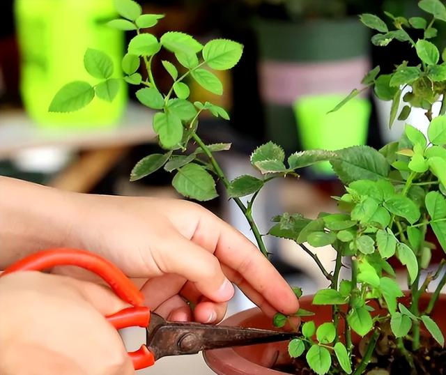 有一种花，夏天开花不停，不怕热不怕晒，漂亮花朵多，爱了爱了休闲区蓝鸢梦想 - Www.slyday.coM