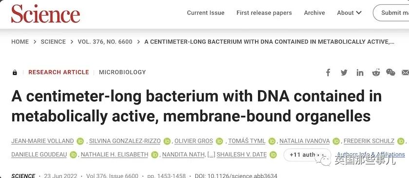科学家发现世界上最大细菌！单个细菌长度1厘米，肉眼就能看到！休闲区蓝鸢梦想 - Www.slyday.coM