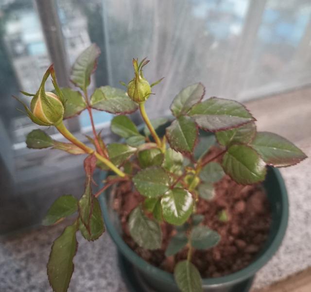 有一种花，夏天开花不停，不怕热不怕晒，漂亮花朵多，爱了爱了休闲区蓝鸢梦想 - Www.slyday.coM