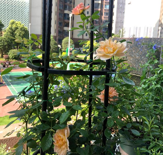 有一种花，夏天开花不停，不怕热不怕晒，漂亮花朵多，爱了爱了休闲区蓝鸢梦想 - Www.slyday.coM