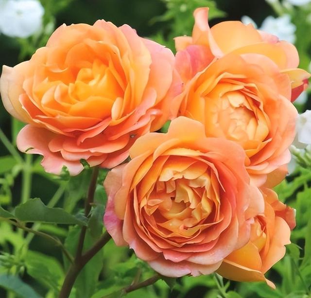 有一种花，夏天开花不停，不怕热不怕晒，漂亮花朵多，爱了爱了休闲区蓝鸢梦想 - Www.slyday.coM