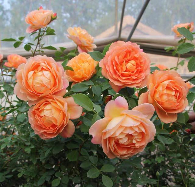 有一种花，夏天开花不停，不怕热不怕晒，漂亮花朵多，爱了爱了休闲区蓝鸢梦想 - Www.slyday.coM