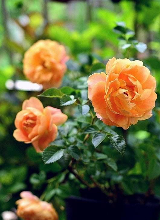 有一种花，夏天开花不停，不怕热不怕晒，漂亮花朵多，爱了爱了休闲区蓝鸢梦想 - Www.slyday.coM