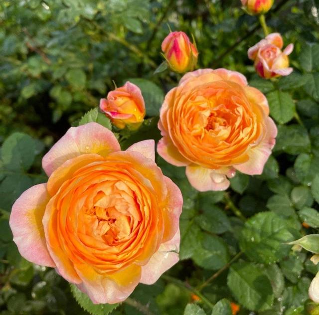 有一种花，夏天开花不停，不怕热不怕晒，漂亮花朵多，爱了爱了休闲区蓝鸢梦想 - Www.slyday.coM