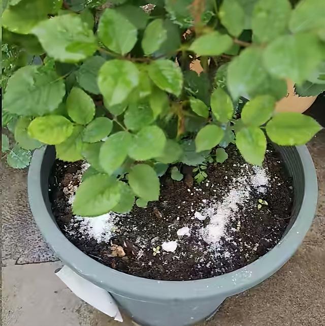 有一种花，夏天开花不停，不怕热不怕晒，漂亮花朵多，爱了爱了休闲区蓝鸢梦想 - Www.slyday.coM