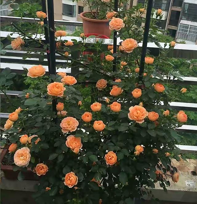 有一种花，夏天开花不停，不怕热不怕晒，漂亮花朵多，爱了爱了休闲区蓝鸢梦想 - Www.slyday.coM