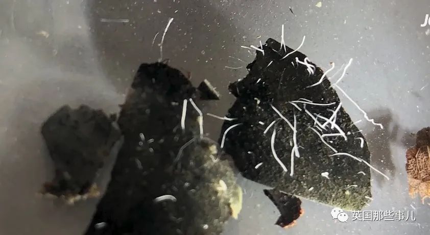 科学家发现世界上最大细菌！单个细菌长度1厘米，肉眼就能看到！休闲区蓝鸢梦想 - Www.slyday.coM