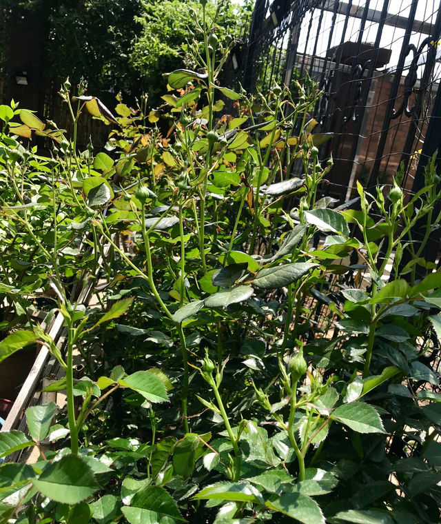 有一种花，夏天开花不停，不怕热不怕晒，漂亮花朵多，爱了爱了休闲区蓝鸢梦想 - Www.slyday.coM