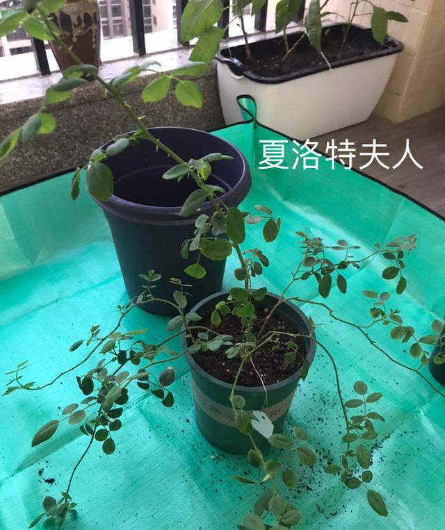 有一种花，夏天开花不停，不怕热不怕晒，漂亮花朵多，爱了爱了休闲区蓝鸢梦想 - Www.slyday.coM
