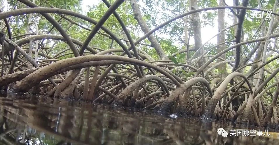 科学家发现世界上最大细菌！单个细菌长度1厘米，肉眼就能看到！休闲区蓝鸢梦想 - Www.slyday.coM