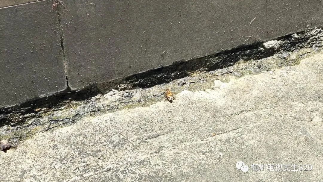 有人在闹市区养蜂？已有店主眼睛被蛰，肿了一张脸休闲区蓝鸢梦想 - Www.slyday.coM