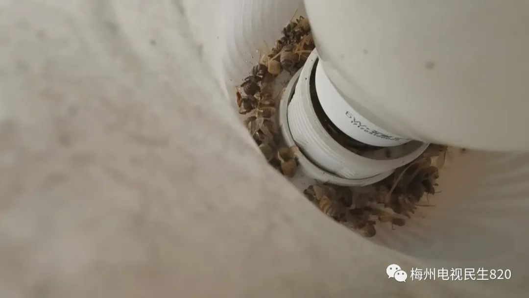 有人在闹市区养蜂？已有店主眼睛被蛰，肿了一张脸休闲区蓝鸢梦想 - Www.slyday.coM