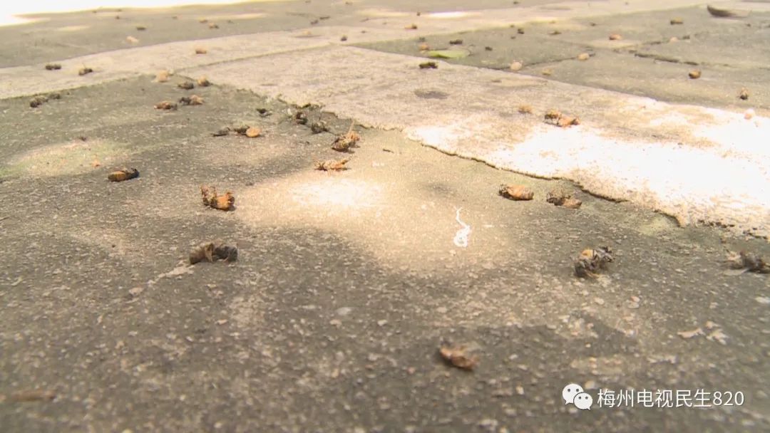 有人在闹市区养蜂？已有店主眼睛被蛰，肿了一张脸休闲区蓝鸢梦想 - Www.slyday.coM