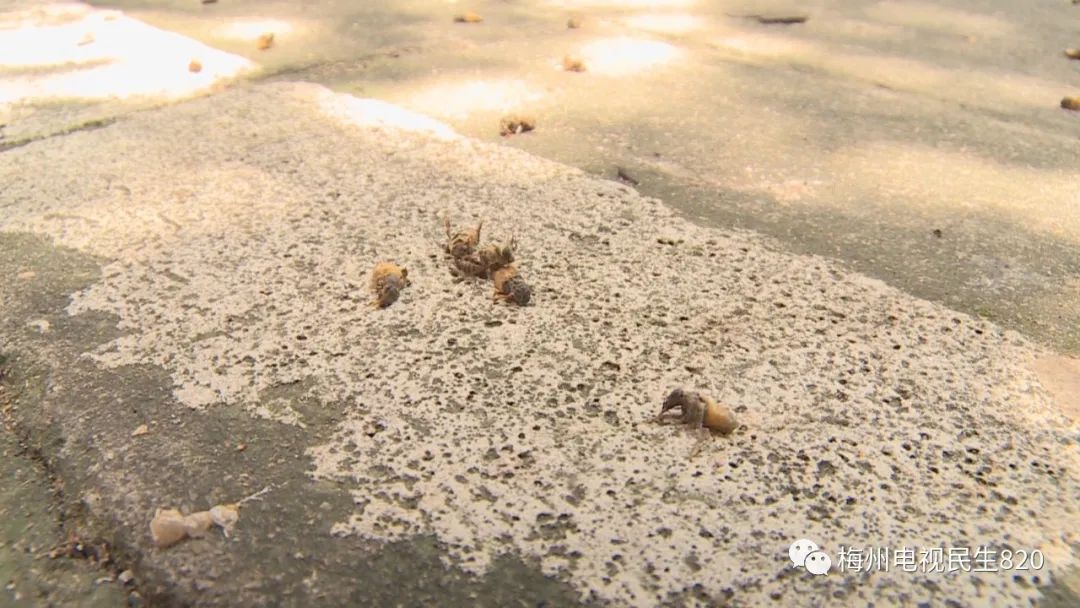 有人在闹市区养蜂？已有店主眼睛被蛰，肿了一张脸休闲区蓝鸢梦想 - Www.slyday.coM