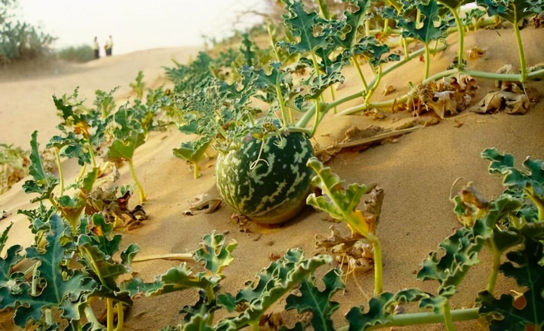 沙漠里遍地的西瓜为何无人敢吃当地人吃一个试试