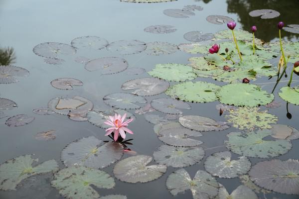 中国最值得打卡的植物园,景色一级棒,赶紧来看看休闲区蓝鸢梦想 - Www.slyday.coM 中国最值得打卡的植物园,景色一级棒,赶紧来看看休闲区蓝鸢梦想 - Www.slyday.coM