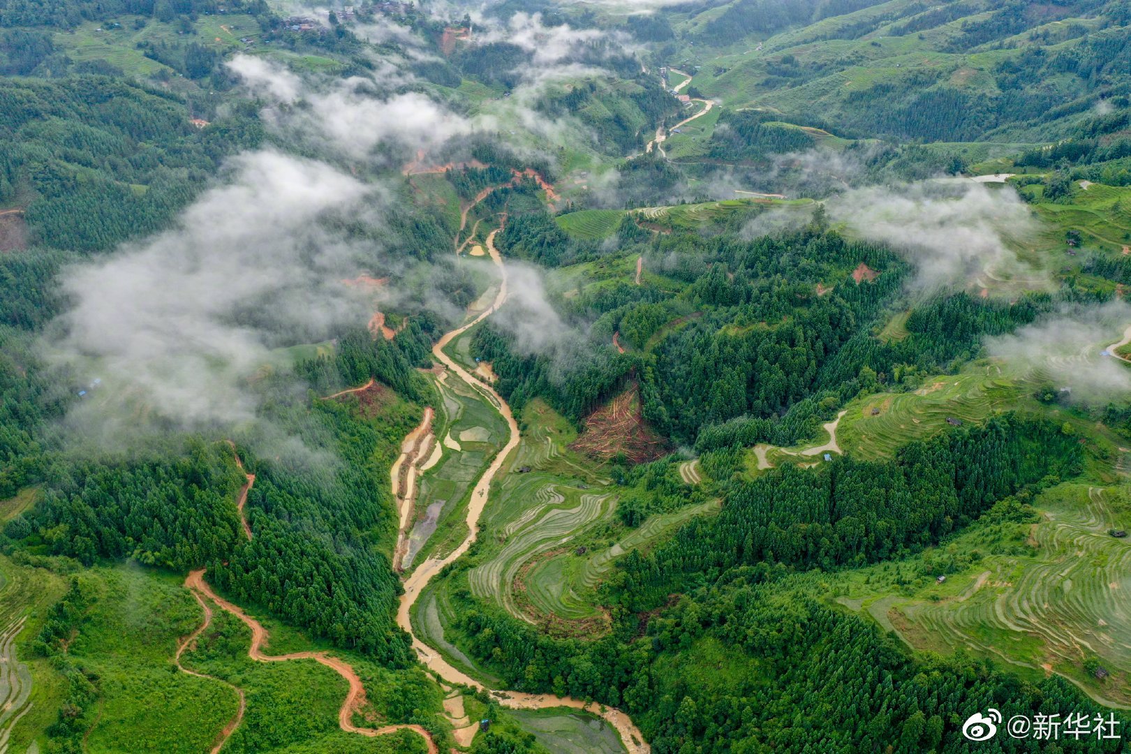 航拍视角下的夏日梯田有多美