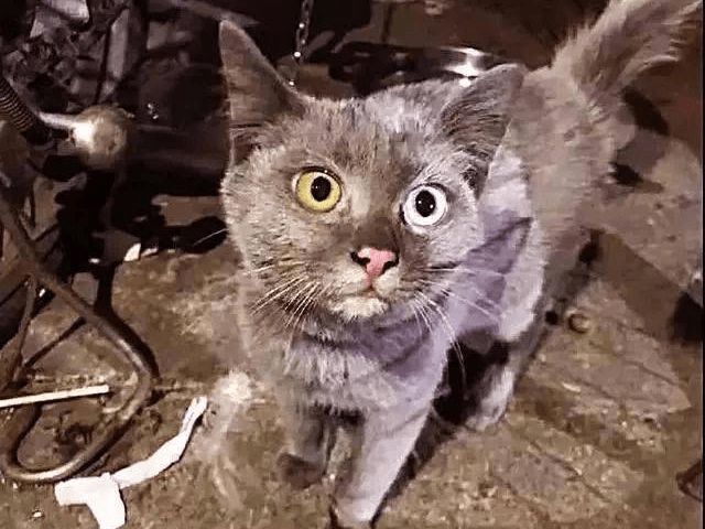 女子捡回一只猫咪，才撸几天就掉色了，医生的话让人笑喷！休闲区蓝鸢梦想 - Www.slyday.coM