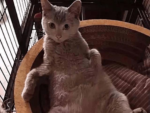 女子捡回一只猫咪，才撸几天就掉色了，医生的话让人笑喷！休闲区蓝鸢梦想 - Www.slyday.coM