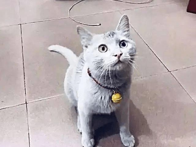 女子捡回一只猫咪，才撸几天就掉色了，医生的话让人笑喷！休闲区蓝鸢梦想 - Www.slyday.coM