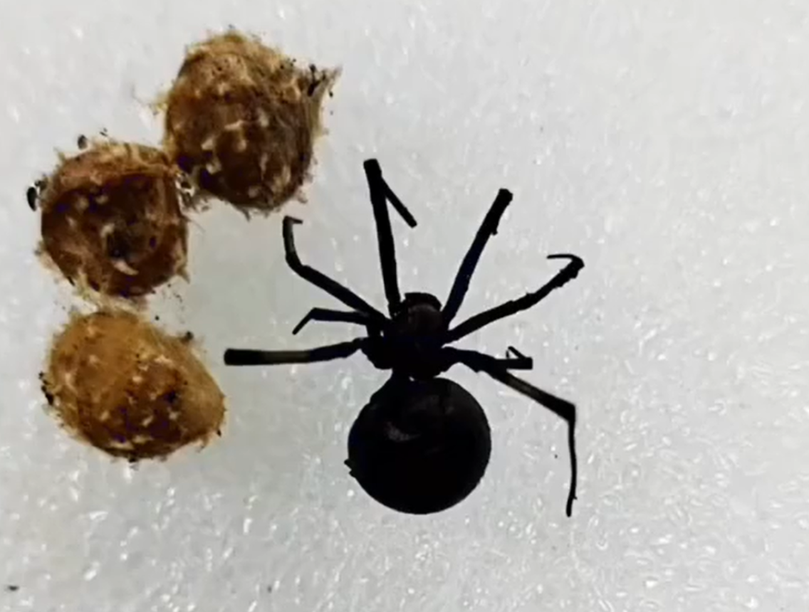 活体海关截获境外间斑寇蛛15岁学生曾被咬死亡它有多毒