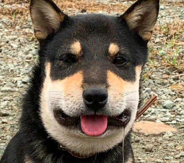 柴犬去亲了小蜜蜂结果被叮成了大方脸原谅我忍不住笑出声来