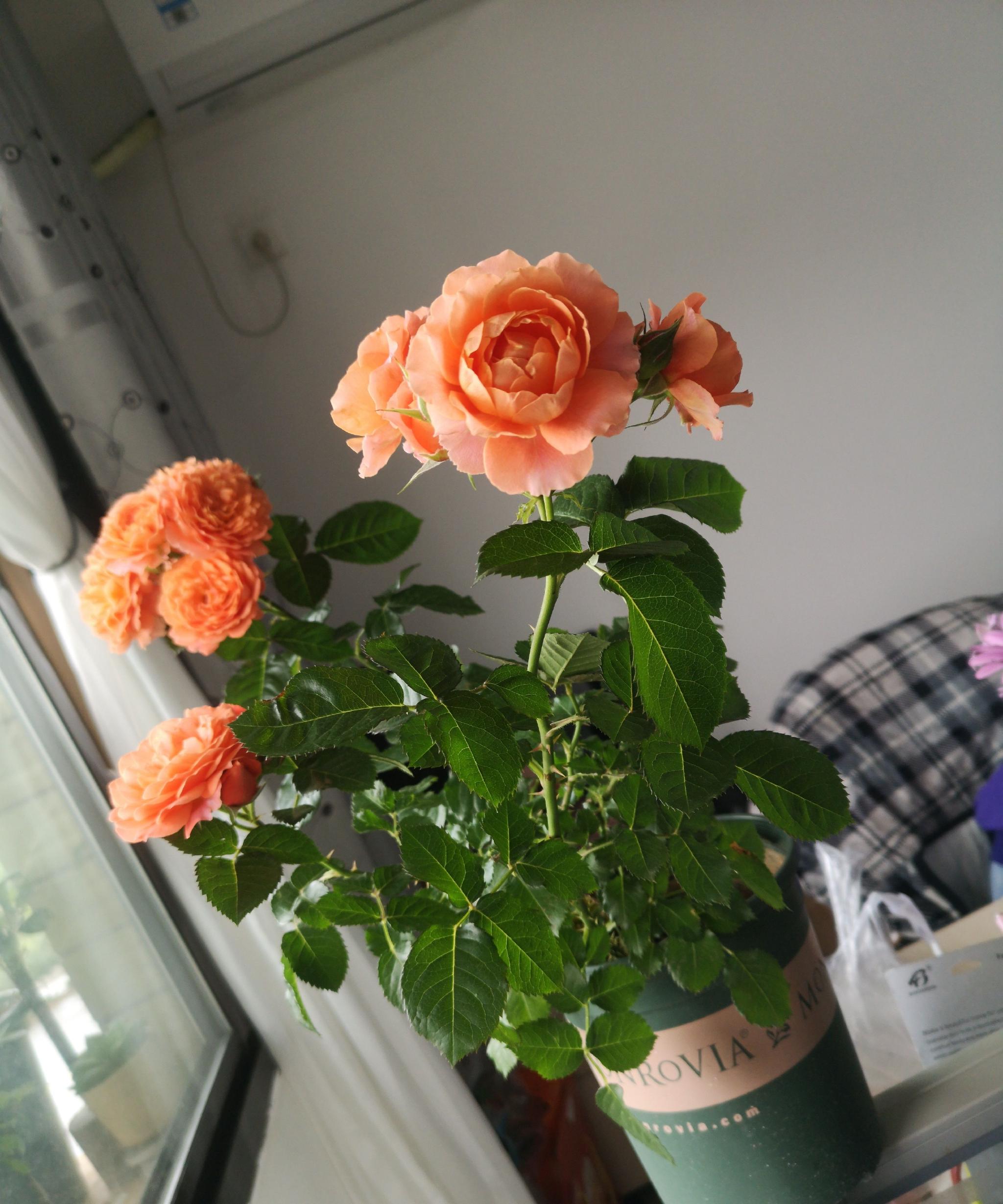 土星王阳台适合阳台养的月季植株低矮不占地儿四季都有花开