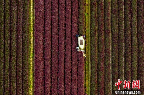 【全国土地日特刊】被这样的农耕画面治愈了！休闲区蓝鸢梦想 - Www.slyday.coM