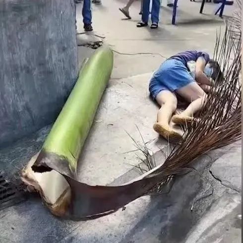 近日,广东省广州市海珠区华洲街道华盛公园内发生一起大王椰子树树叶