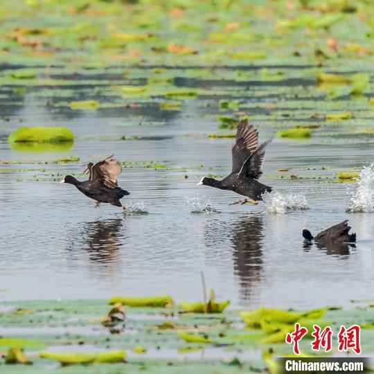 图为在河北河间瀛州水系公园,几只白骨顶鸡在水中嬉戏. 周国敬 摄