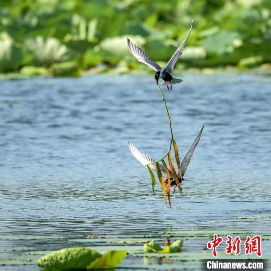 图为在河北河间瀛州水系公园,灰翅浮鸥在衔草筑巢. 周国敬 摄