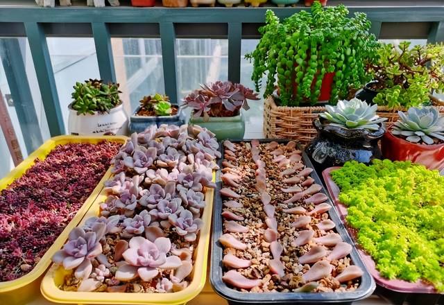 紫乐如何养？做到“3点”，长得特别美，颜色也好看，容易出状态休闲区蓝鸢梦想 - Www.slyday.coM