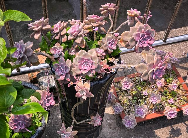 紫乐如何养？做到“3点”，长得特别美，颜色也好看，容易出状态休闲区蓝鸢梦想 - Www.slyday.coM