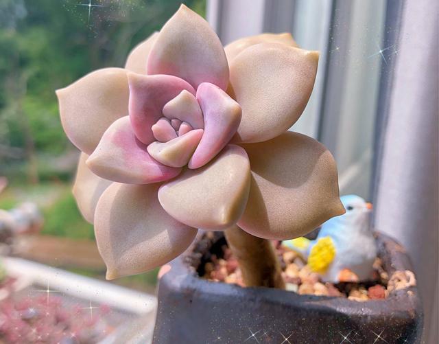 紫乐如何养？做到“3点”，长得特别美，颜色也好看，容易出状态休闲区蓝鸢梦想 - Www.slyday.coM