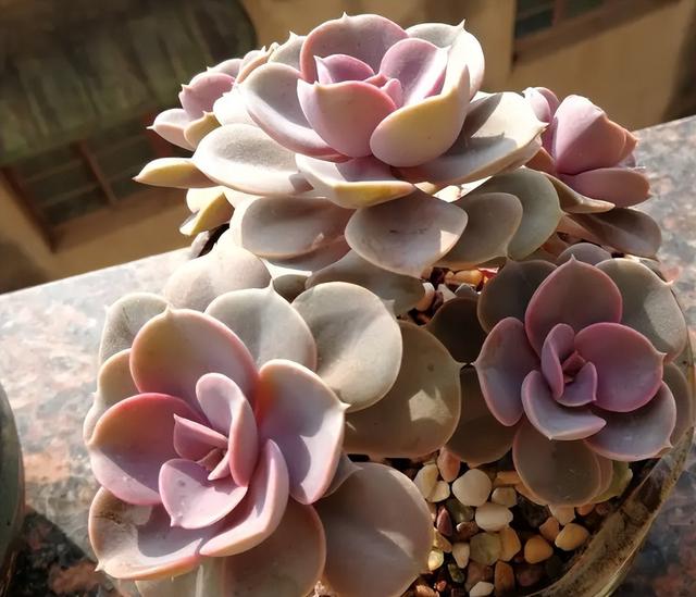 紫乐如何养？做到“3点”，长得特别美，颜色也好看，容易出状态休闲区蓝鸢梦想 - Www.slyday.coM